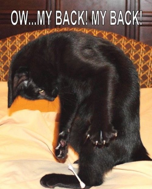 ow my back