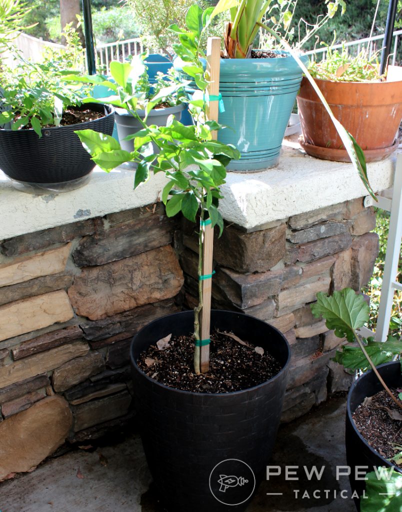 Apartment Garden Alley 5