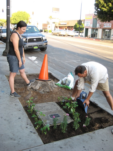 Urban guerilla gardening in action!