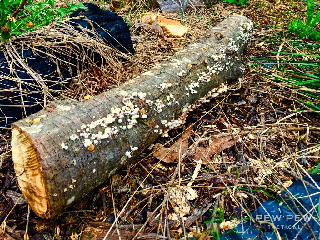 Mushroom log 2