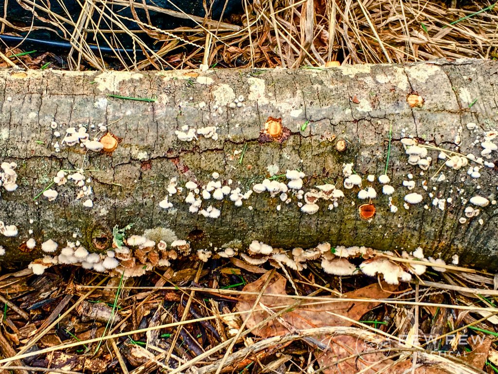 Oyster mushroom log