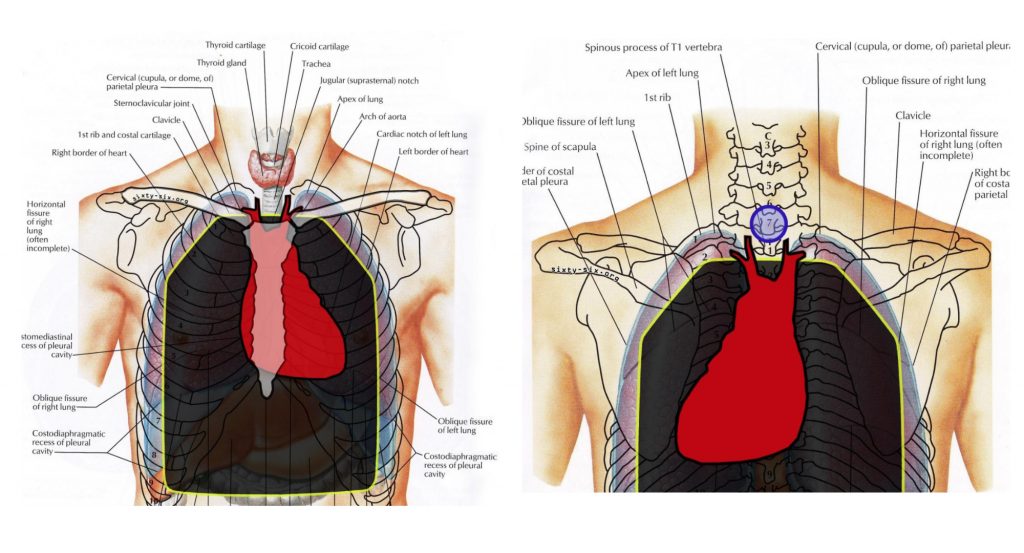 Plate Carrier Anatomy