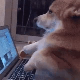 Corgi Typing