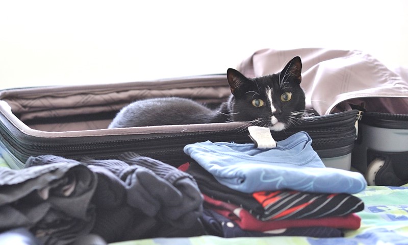 Don't forget to pack the cat!