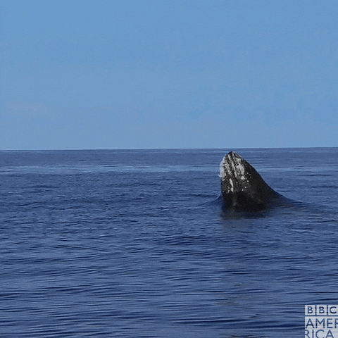 Humpback Whale