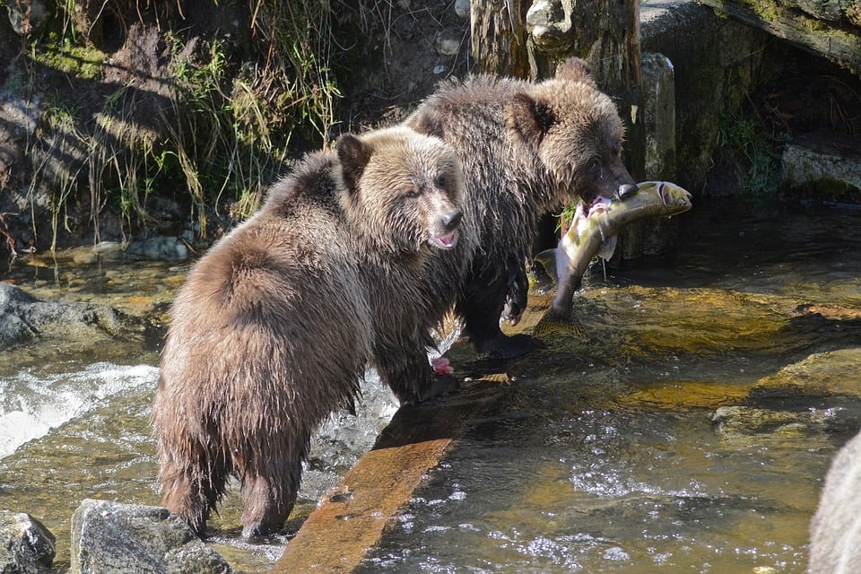 Black Bear Weaponry