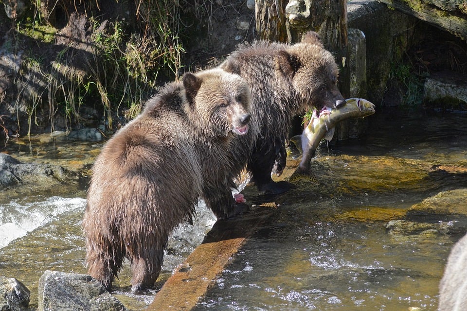 Bears fishing in a river