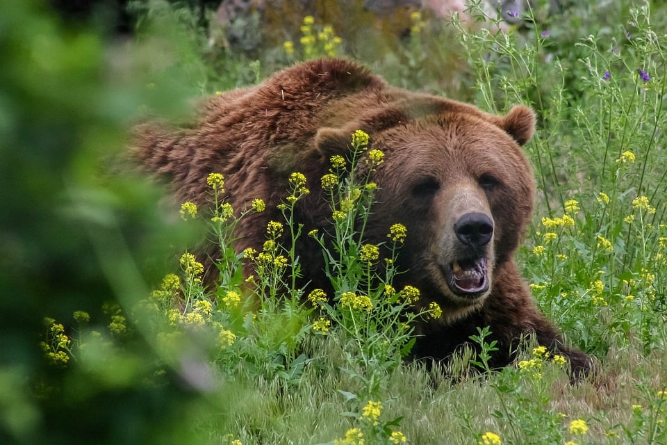 Grizzly bear among yellow flowers