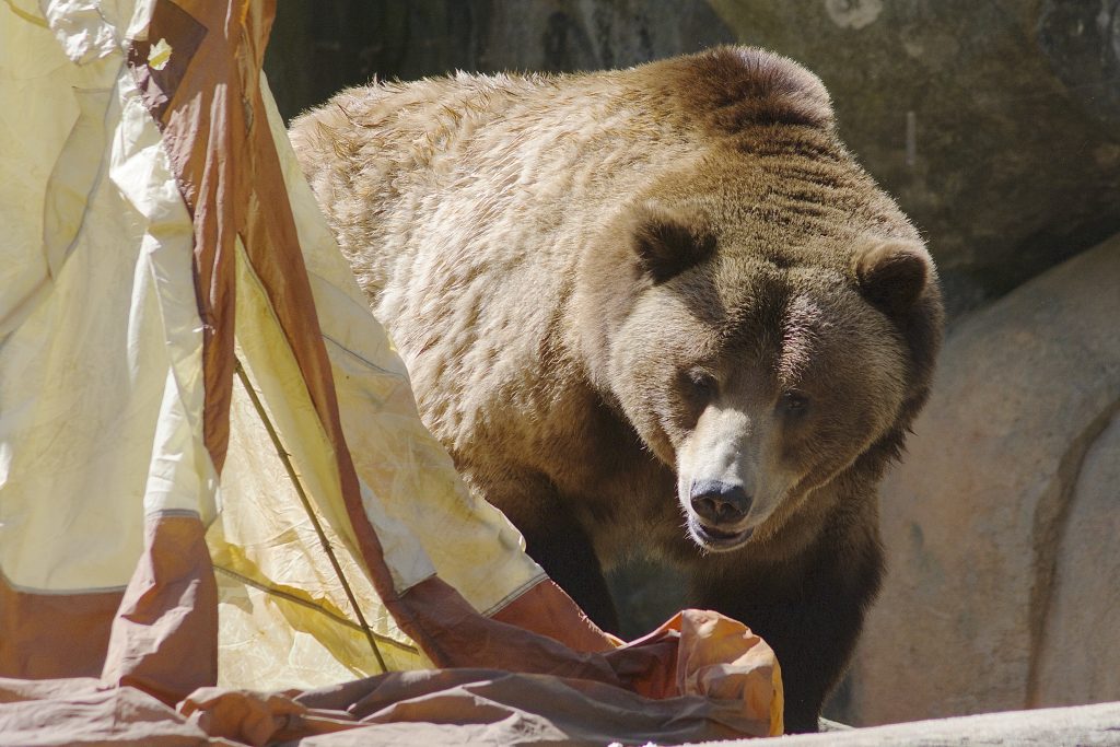 Grizzly bear investigates a tent