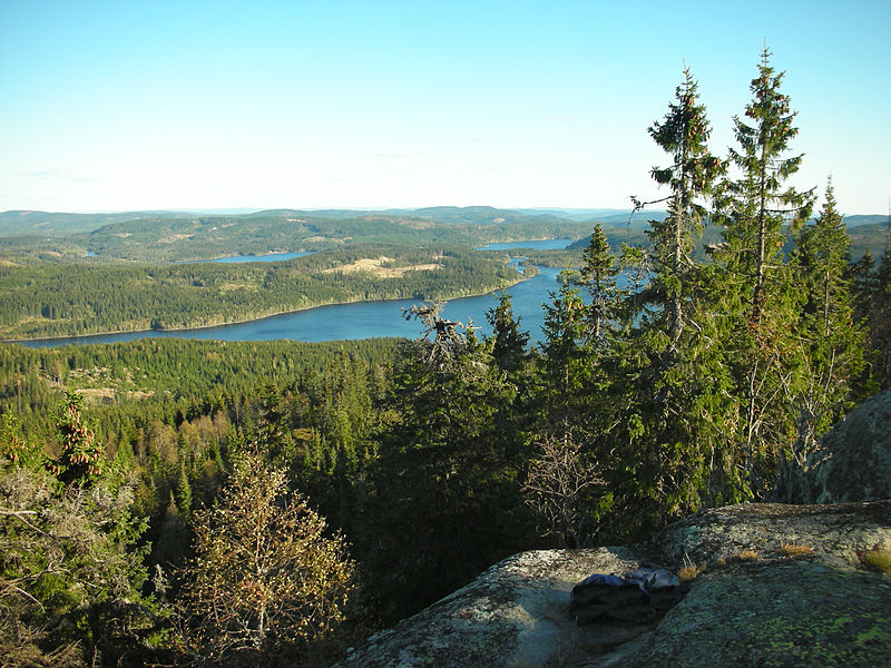 Forest in Norway