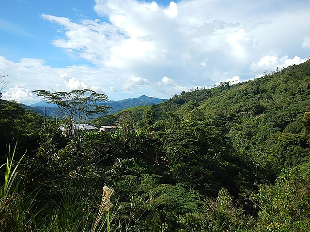 Peruvian Jungle