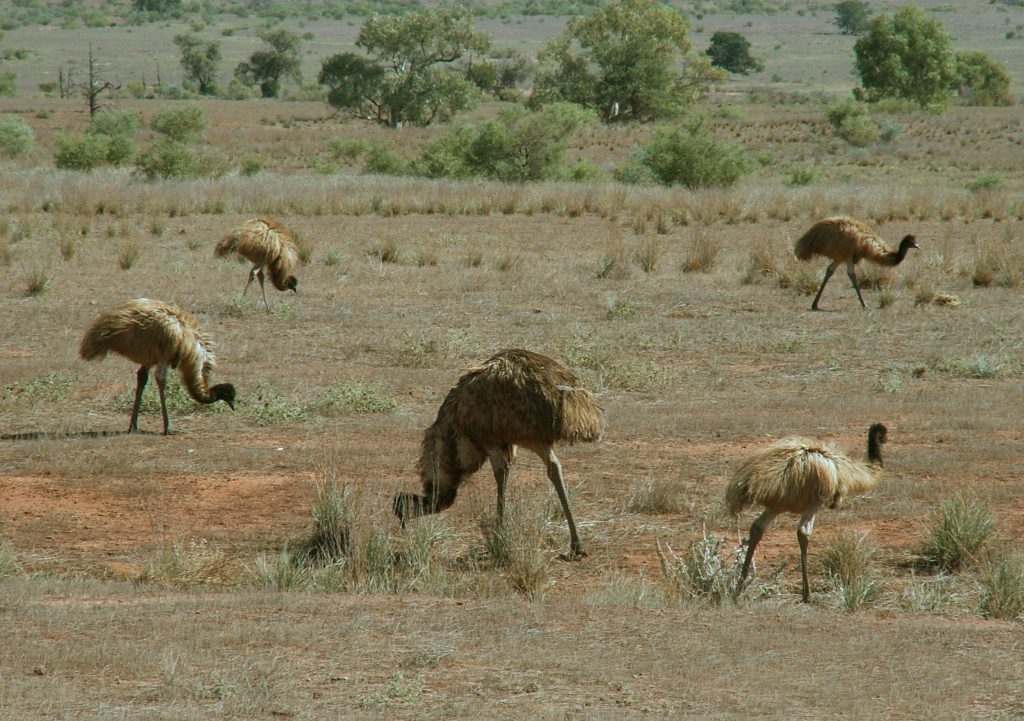 A group of emus