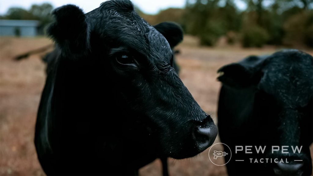 POF Tombstone Bessie the Cow