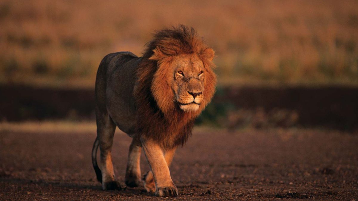 African lion